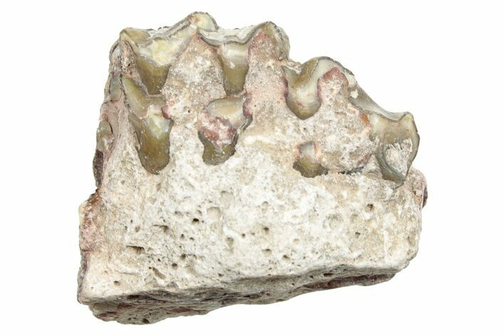 Fossil Horse (Mesohippus) Jaw Section - South Dakota #254937